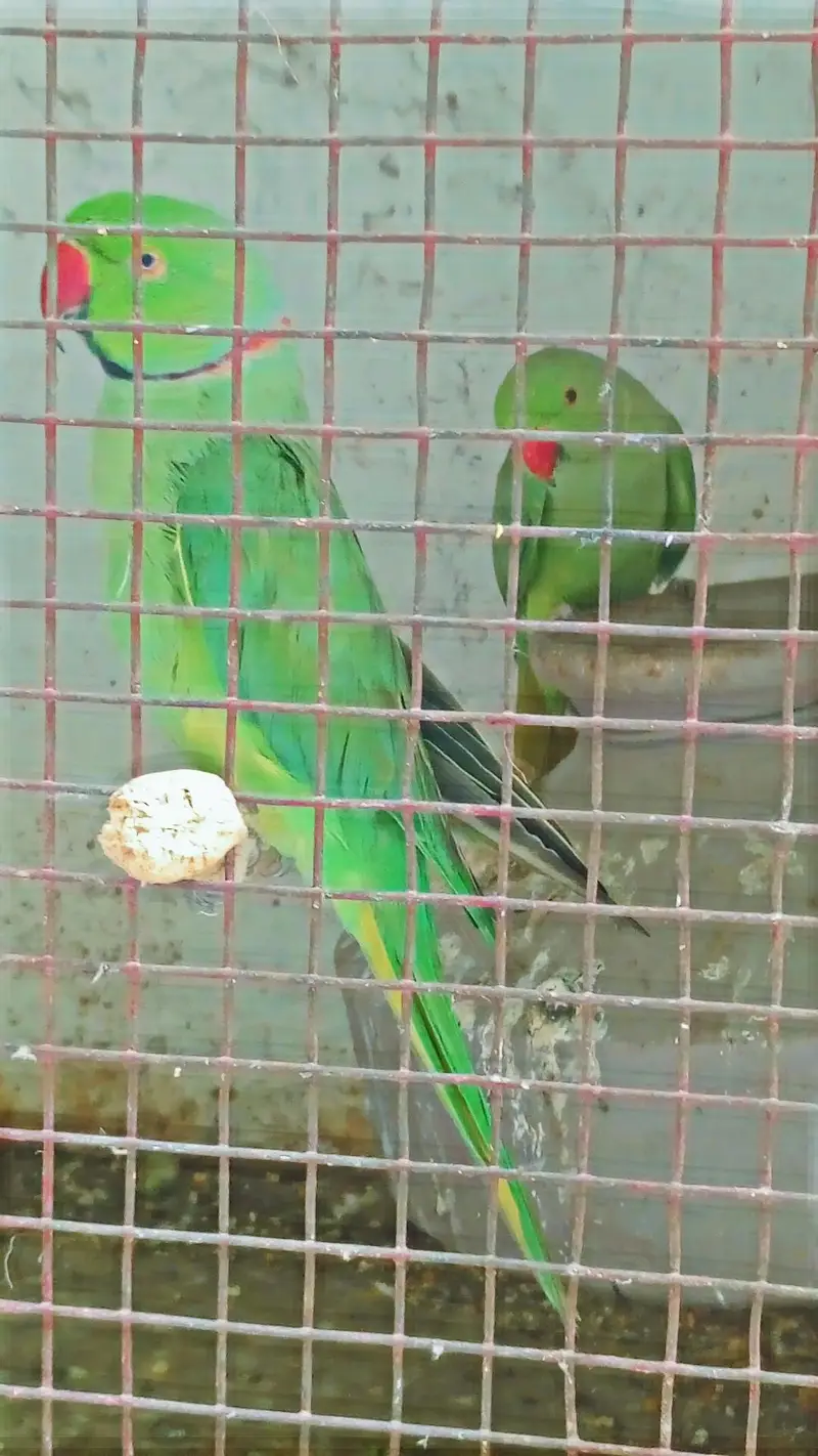 green Pahari parrot — photo 3