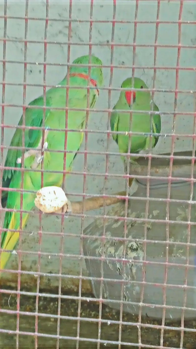 green Pahari parrot — photo 4