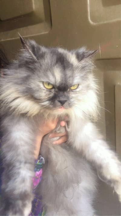 The cute Persian cat