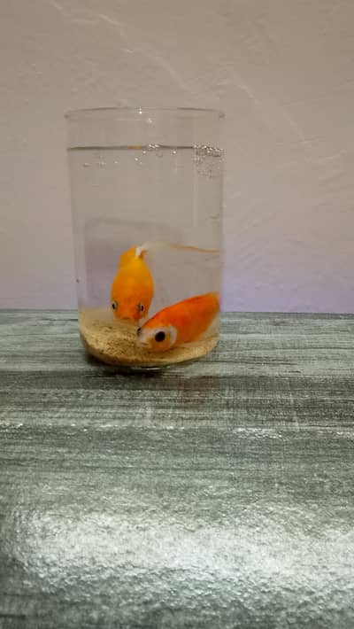 Aquarium