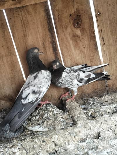 teddy pair for sale whit 2 chiks 0315-1702878
