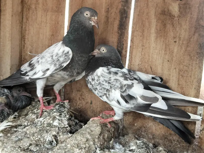 teddy pair for sale whit 2 chiks 0315-1702878 — photo 2