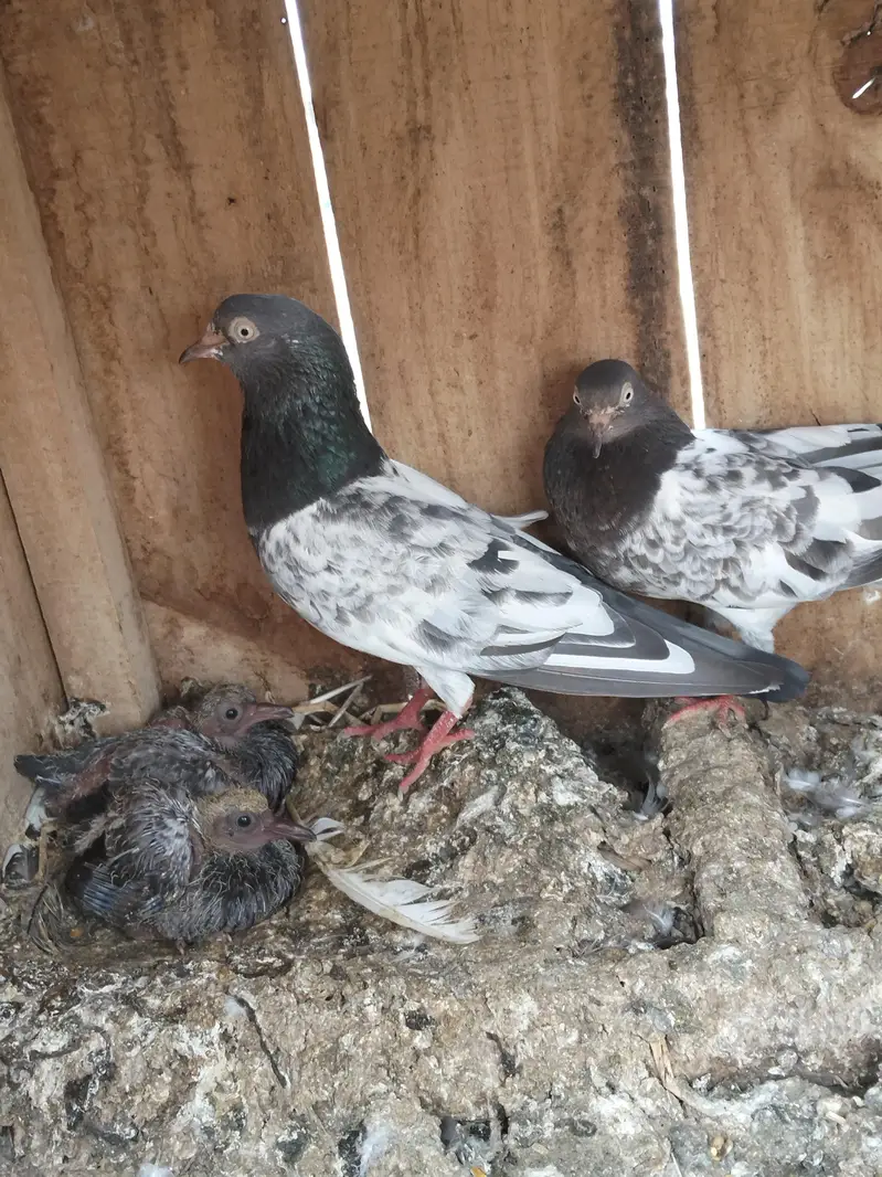 teddy pair for sale whit 2 chiks 0315-1702878 — photo 3