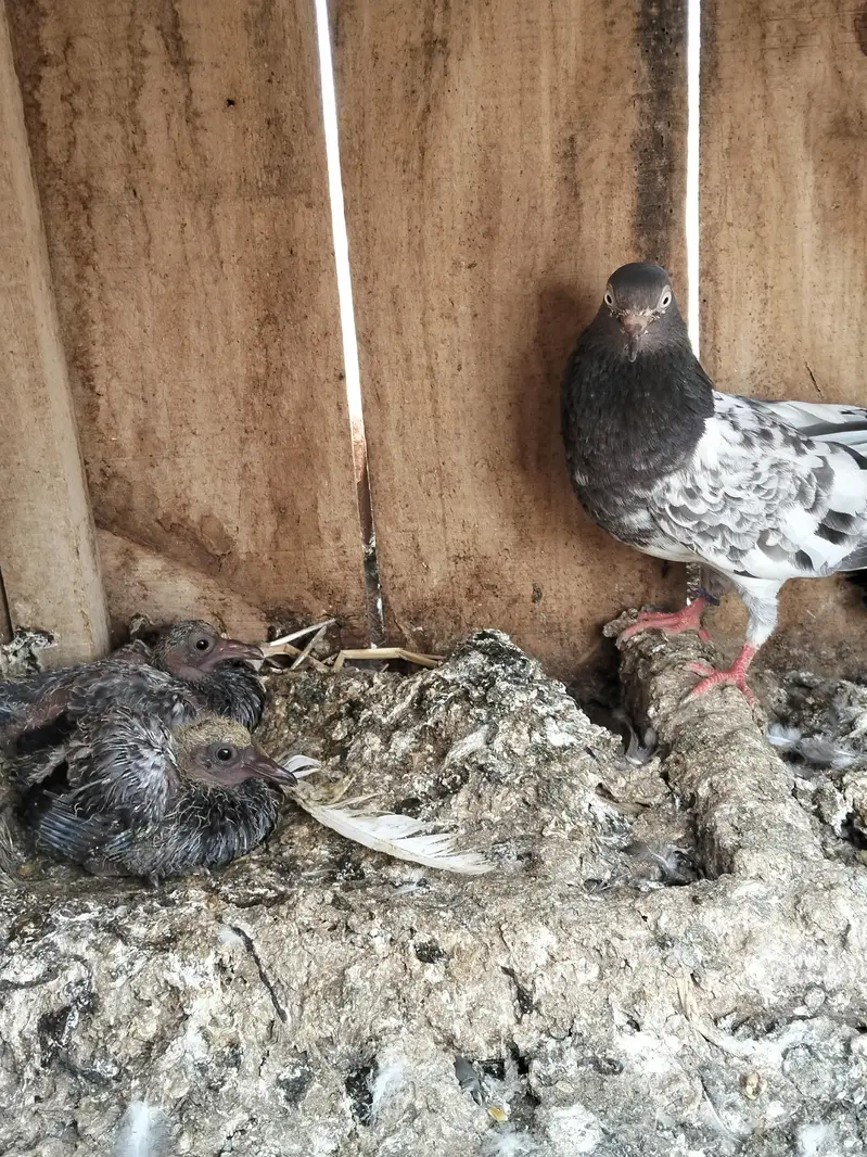 teddy pair for sale whit 2 chiks 0315-1702878 — photo 4