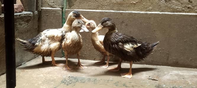 Ducks 
