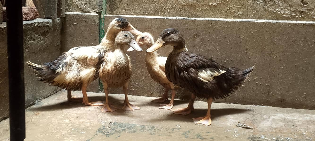 Ducks  0