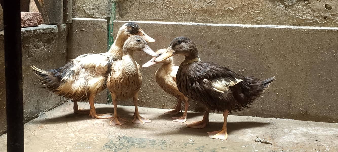 Ducks  1