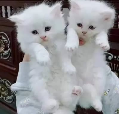 Persian cat for sale 2 month age available