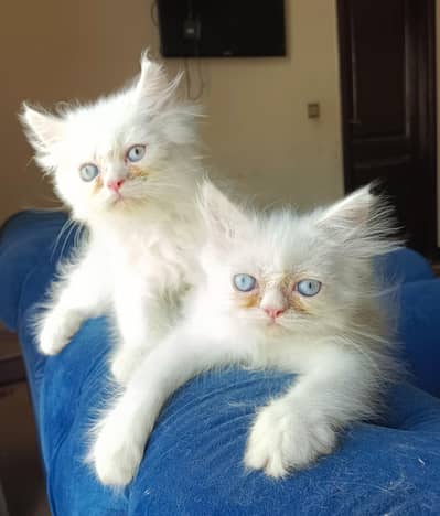 Persian Kitten Pair