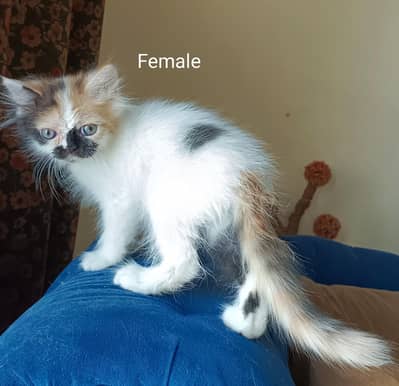 Calico Female  Kitten