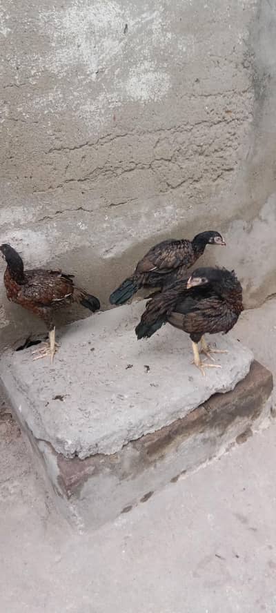 Aseel hean for sale