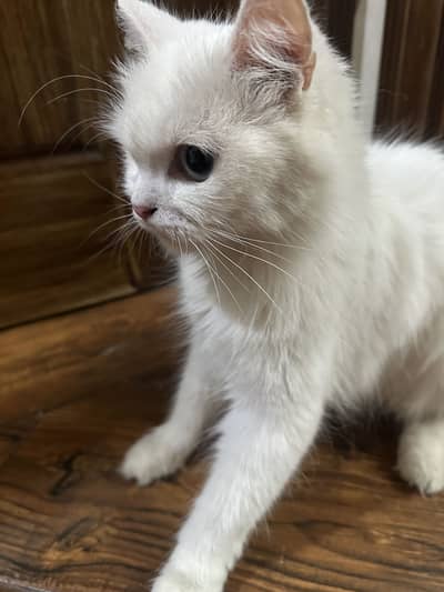 Odd eyes female persian available urgent for sell