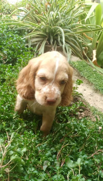 Cocker spaniel puppies