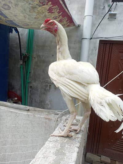 Heera Aseel Patha murga ( 03204661930 )