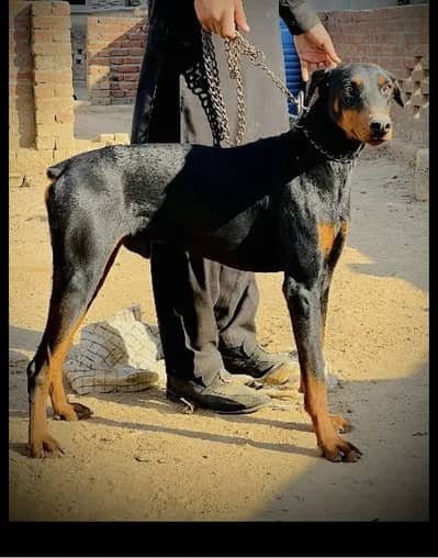 Doberman 3 years old