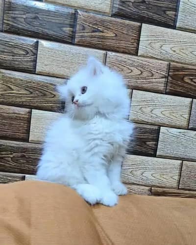 Persian cat for sale 2 month age available
