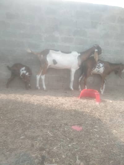betal bakri