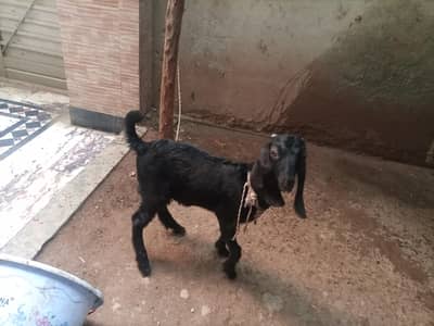 goats maki chini