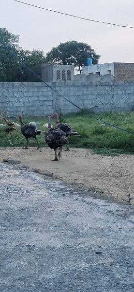 Turky bird Male