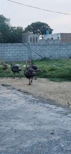 Turky bird Male