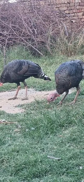 Turky bird Male — photo 2