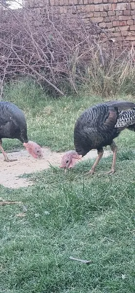 Turky bird Male — photo 3