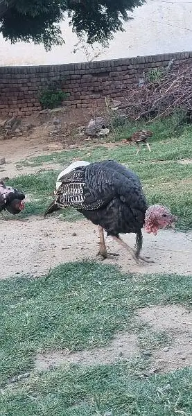 Turky bird Male — photo 4