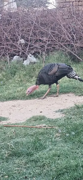 Turky bird Male — photo 5