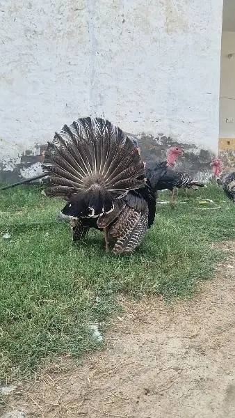 Turky bird Male — photo 7