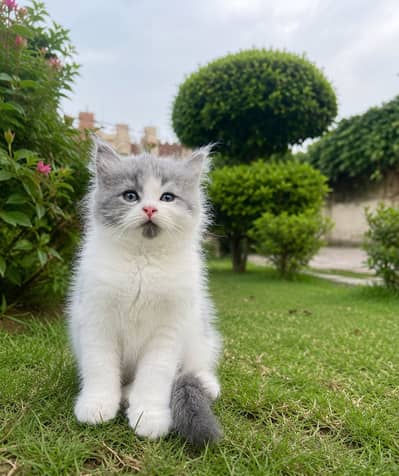 Unique Kittens litter trained for sale