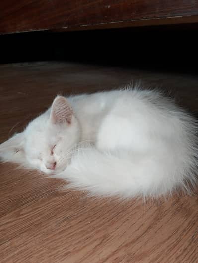 Persian triple coated cats babies