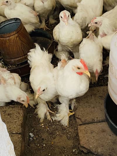 A+ Quality White Bantam Chicks For Sale | Black Bantum Chicks For Sale