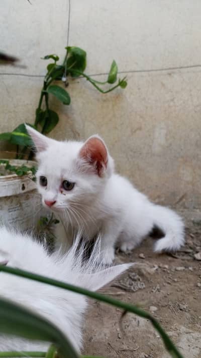 Persian kitten