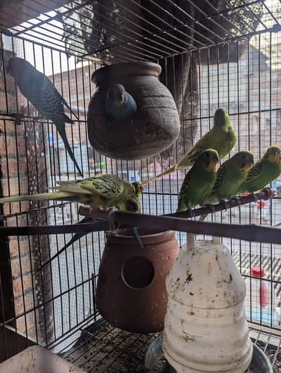 Australian Parrots for urgent sale, Whatsapp 03193222651