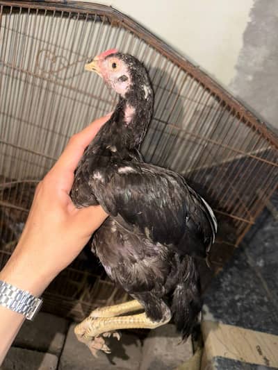 pure asil breed baby