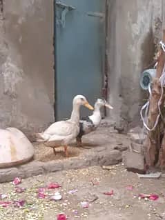 ducks available healthy and active