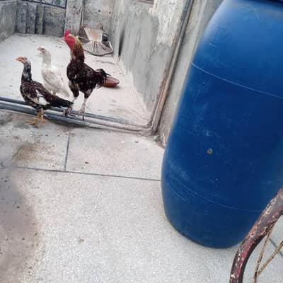Aseel for sale