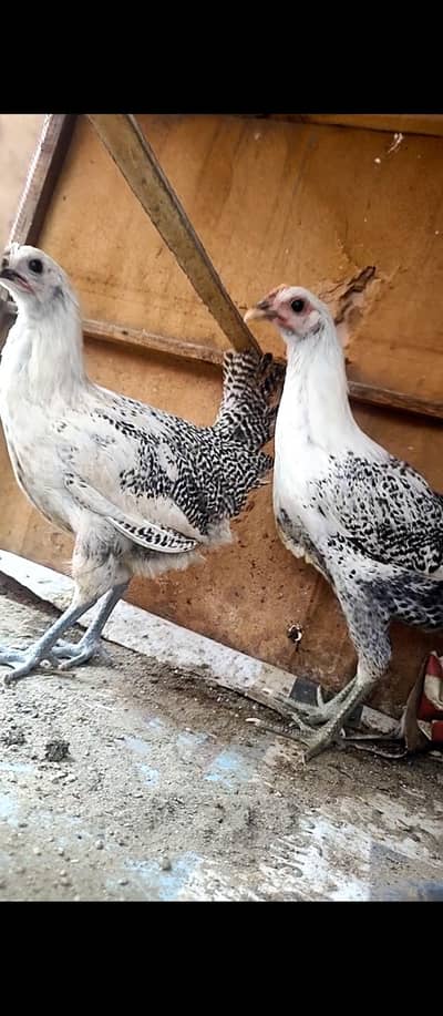 Egyptian fayami pure Misri