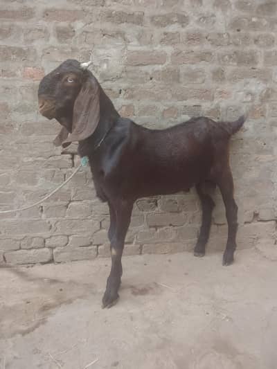 nakora goat male