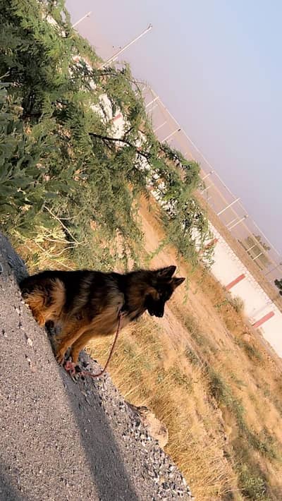 German shepherd long coat