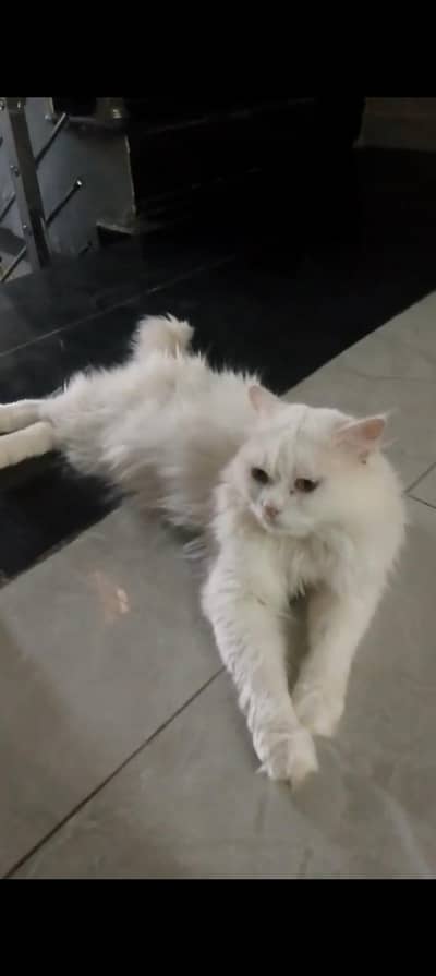 Persian triple coat male available for Matting