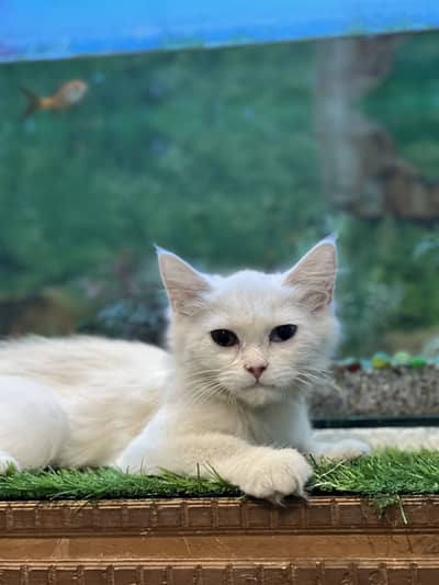 Persian female kitten