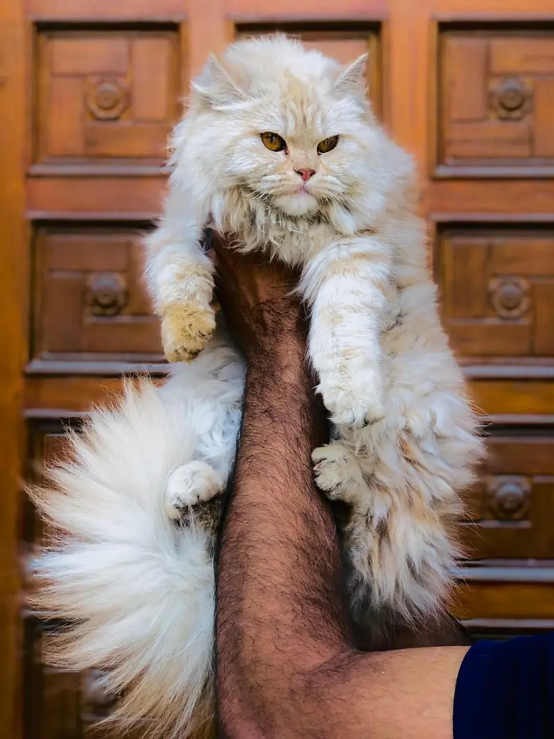 Persian triple coated cats for sale cash on delivery available hy — photo 11