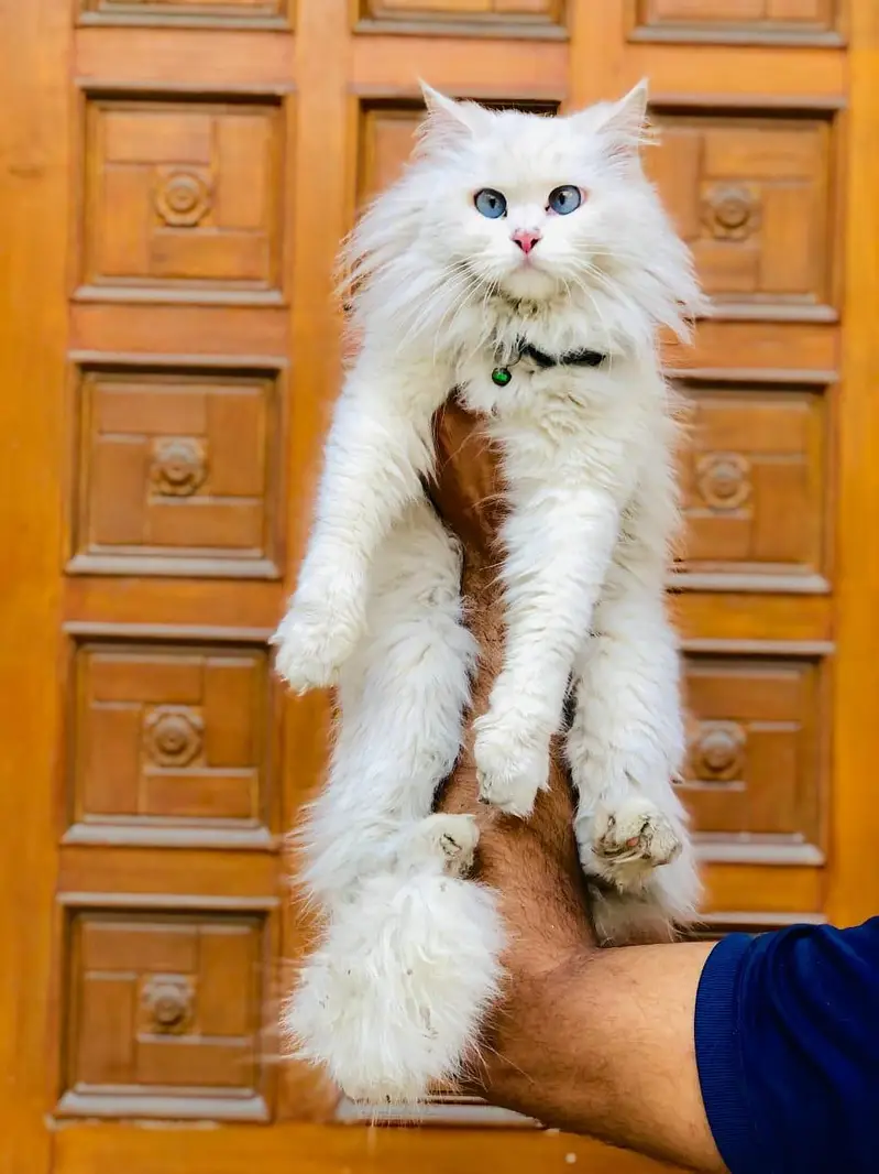 Persian triple coated cats for sale cash on delivery available hy — photo 11