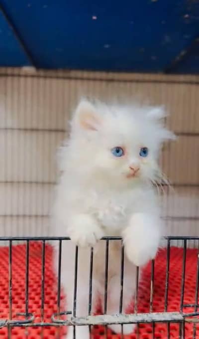 Persian kitten triple Cot for sale. My WhatsApp 03444548868