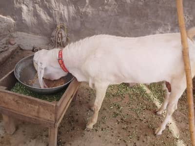 bakra Muhammad poori