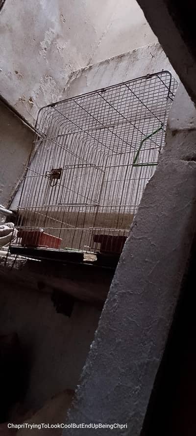 astalian parrot cage