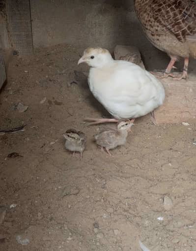 White breedwr pair