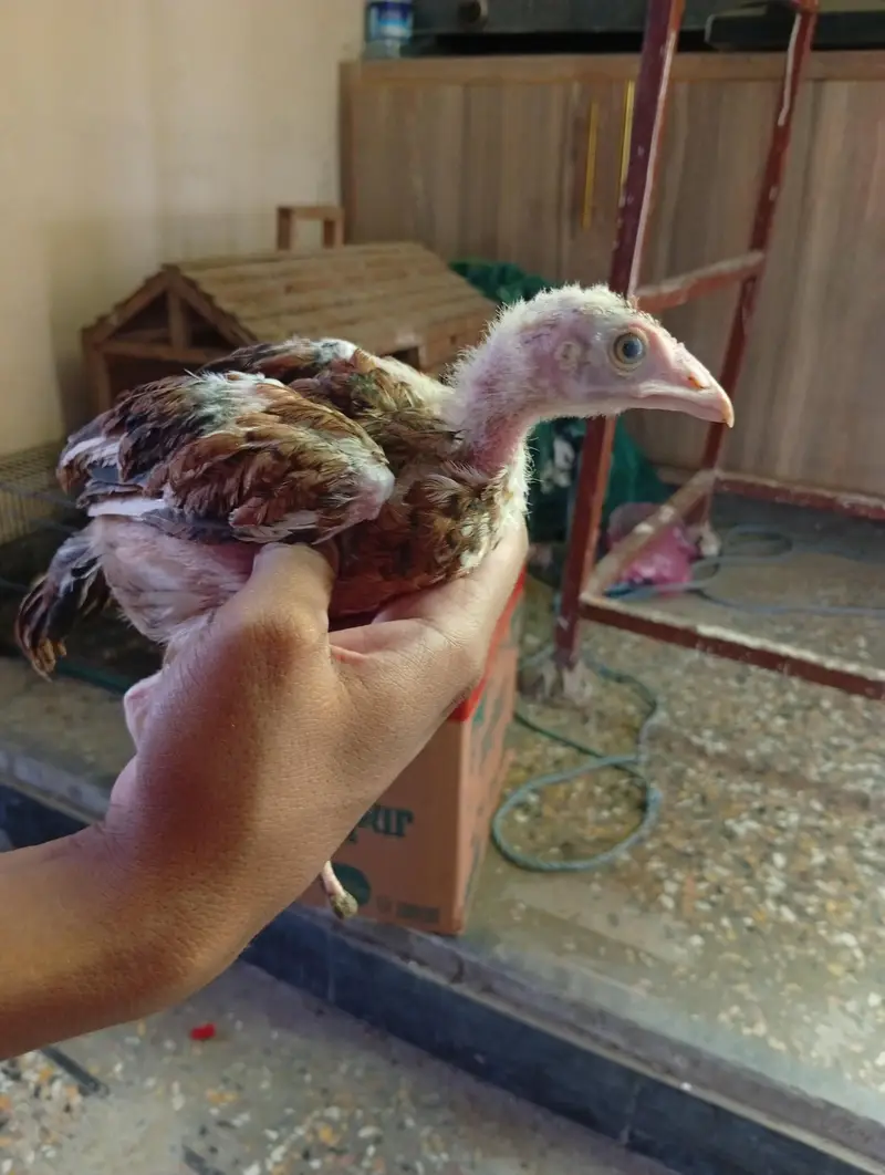 per chicks 800 — photo 2