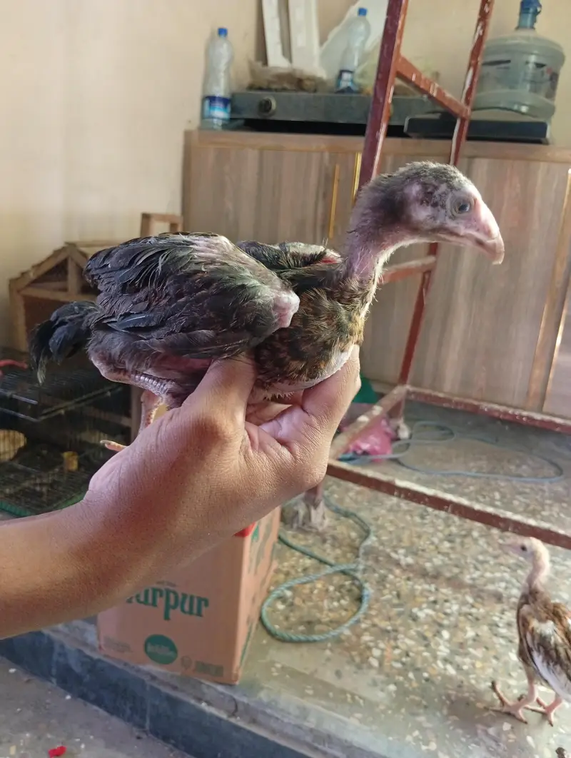 per chicks 800 — photo 3